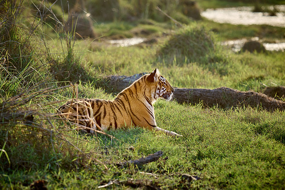 Bengal tiger cub (Panthera tigris tigris)