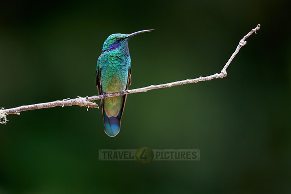 lesser violetear (Colibri cyanotus)