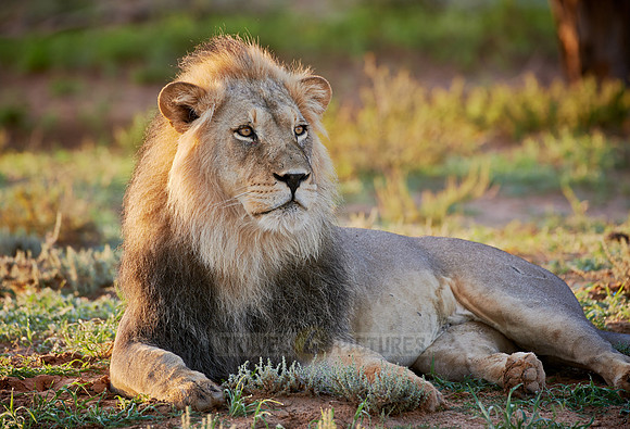 male lion (Panthera leo)