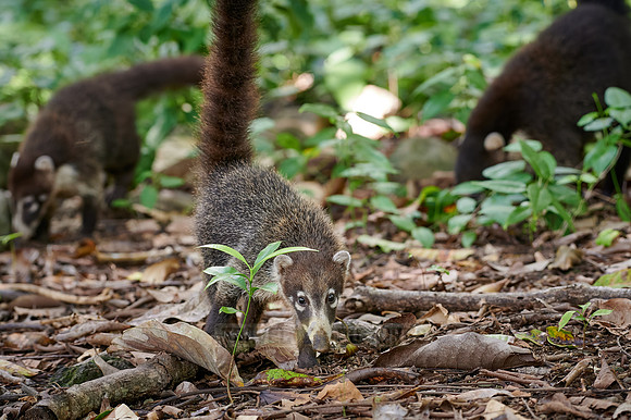 young White-nosed Coati, Nasua narica
