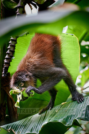 ornate spider monkey (Ateles geoffroyi ornatus)