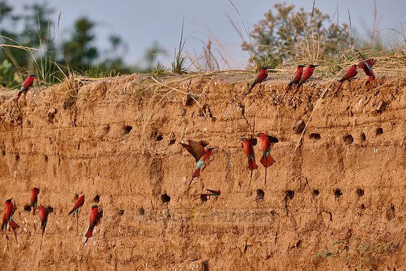 Kolonie Karminspinte (Merops nubicus) |southern carmine bee-eater (Merops nubicoides)|