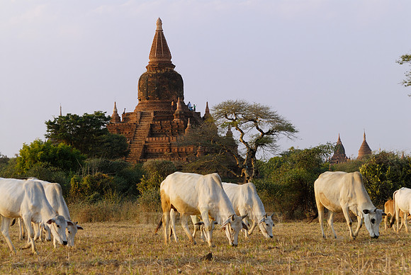 cattle and pagodas