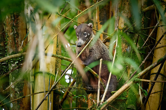 White-nosed Coati, Nasua narica