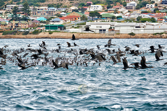huge swarm of cormorants in Mossel Bay