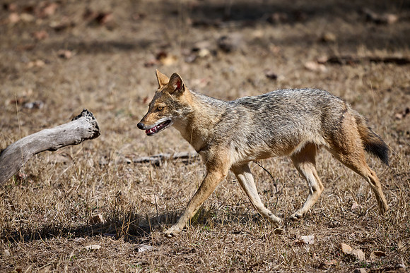 Indian golden jackal or common jackal (Canis aureus)