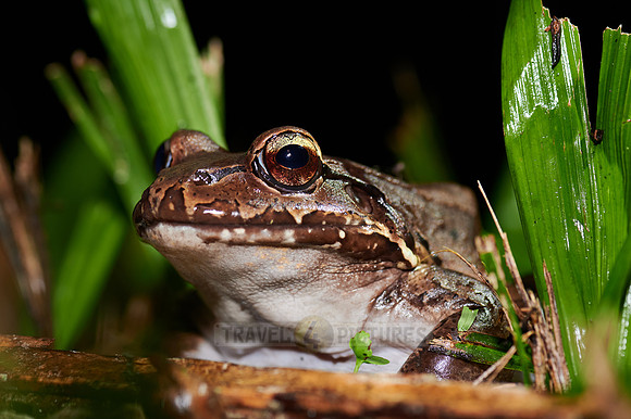 Savage thin-toed frog species of leptodactylid frog