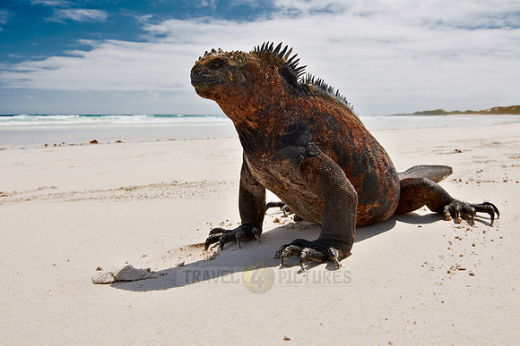 Marine Iguana, Amblyrhynchus cristatus